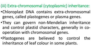 (iii) Extra-chromosomal (cytoplasmic) inheritance:
•Chloroplast DNA contains extra-chromosomal
genes, called plastogenes or plasma genes.
•They can govern non-Mendelian inheritance
and control plastid characters, generally in co-
operation with chromosomal genes.
•Plastogenes are believed to control the
inheritance of leaf colour in some plants.
 