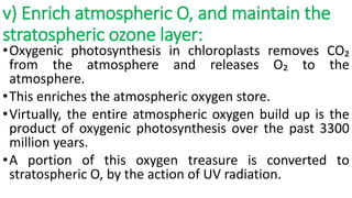v) Enrich atmospheric O, and maintain the
stratospheric ozone layer:
•Oxygenic photosynthesis in chloroplasts removes CO₂
from the atmosphere and releases O₂ to the
atmosphere.
•This enriches the atmospheric oxygen store.
•Virtually, the entire atmospheric oxygen build up is the
product of oxygenic photosynthesis over the past 3300
million years.
•A portion of this oxygen treasure is converted to
stratospheric O, by the action of UV radiation.
 