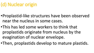 (d) Nuclear origin
•Proplastid-like structures have been observed
near the nucleus in some cases.
•This has led some workers to think that
proplastids originate from nucleus by the
evagination of nuclear envelope.
•Then, proplastids develop to mature plastids.
 