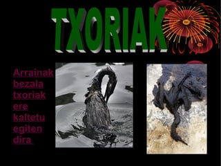 Arrainak
bezala
txoriak
ere
kaltetu
egiten
dira
 