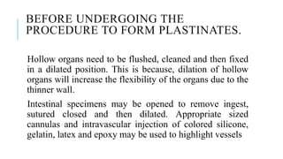 BEFORE UNDERGOING THE
PROCEDURE TO FORM PLASTINATES.
Hollow organs need to be flushed, cleaned and then fixed
in a dilated position. This is because, dilation of hollow
organs will increase the flexibility of the organs due to the
thinner wall.
Intestinal specimens may be opened to remove ingest,
sutured closed and then dilated. Appropriate sized
cannulas and intravascular injection of colored silicone,
gelatin, latex and epoxy may be used to highlight vessels
 