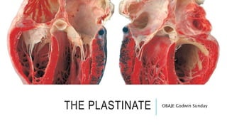 THE PLASTINATE OBAJE Godwin Sunday
 