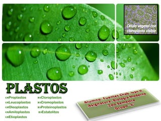 Proplastos     Cloroplastos
Leucoplastos   Cromoplastos
Oleoplastos    Proteinoplastos
Amiloplastos   Estatolitos
Etioplastos
 