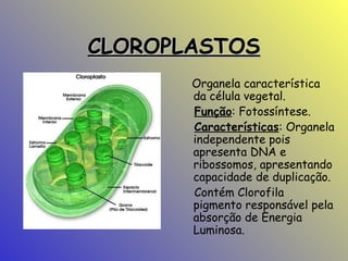CLOROPLASTOS
Organela característica
da célula vegetal.
Função: Fotossíntese.
Características: Organela
independente pois
apresenta DNA e
ribossomos, apresentando
capacidade de duplicação.
Contém Clorofila
pigmento responsável pela
absorção de Energia
Luminosa.

 