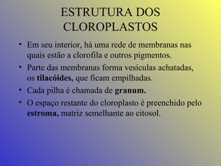 ESTRUTURA DOS
CLOROPLASTOS
• Em seu interior, há uma rede de membranas nas
quais estão a clorofila e outros pigmentos.
• Parte das membranas forma vesículas achatadas,
os tilacóides, que ficam empilhadas.
• Cada pilha é chamada de granum.
• O espaço restante do cloroplasto é preenchido pelo
estroma, matriz semelhante ao citosol.

 