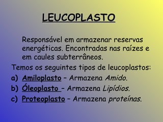 LEUCOPLASTO
Responsável em armazenar reservas
energéticas. Encontradas nas raízes e
em caules subterrâneos.
Temos os seguintes tipos de leucoplastos:
a) Amiloplasto – Armazena Amido.
b) Óleoplasto – Armazena Lipídios.
c) Proteoplasto – Armazena proteínas.

 