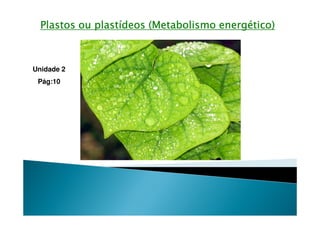 Plastos ou plastídeos (Metabolismo energético)



Unidade 2
 Pág:10
 