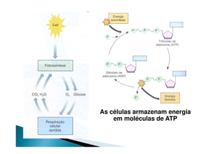 As células armazenam energia
    em moléculas de ATP
 