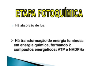 Há absorção de luz.



 Há transformação de energia luminosa
em energia química, formando 2
compostos energéticos: ATP e NADPH2
 