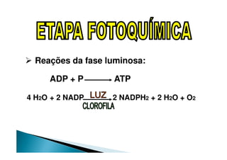 Reações da fase luminosa:

     ADP + P      ATP

4 H2O + 2 NADP    2 NADPH2 + 2 H2O + O2
 