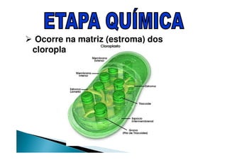 Ocorre na matriz (estroma) dos
cloroplastos.
 