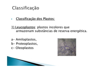 Classificação dos Plastos:

1) Leucoplastos plastos incolores que
   Leucoplastos:
   armazenam substâncias de reserva energética.

a- Amiloplastos,
b- Proteoplastos,
c- Oleoplastos
 