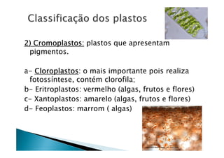 2) Cromoplastos plastos que apresentam
   Cromoplastos:
 pigmentos.

a- Cloroplastos o mais importante pois realiza
   Cloroplastos:
 fotossíntese, contém clorofila;
b- Eritroplastos: vermelho (algas, frutos e flores)
c- Xantoplastos: amarelo (algas, frutos e flores)
d- Feoplastos: marrom ( algas)
 