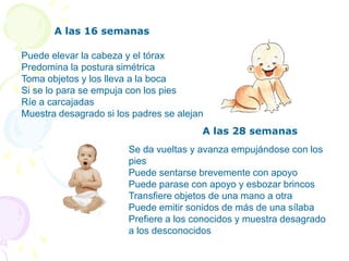 Primera a 4 semanasMirada en la cara de los padres.Postura flectada y algo rígida.Reflejo de Moro evidente A las 4 semanasLas piernas están más extendidasEl cuello más firmeSigue la mirada Empieza a sonreír 