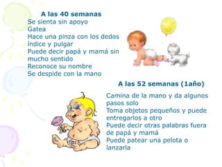 A las 12 semanasA las 8 semanasPuede desplazarse sobre su abdomenToma objetos y los agitaControla los movimientos de la cabezaEscucha música y emite gorjeos Levanta la cabeza si es acostado sobre su abdomenSostiene y mantiene la cabezaSigue objetos con movimientoEstable contacto socialEscucha la voz con atención