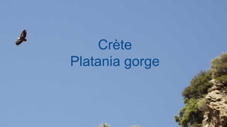 Crète
Platania gorge
 