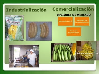 Plátano madurado con
Ethrel
Comercialización
OPCIONES DE MERCADO
Mercado Local
Mercado de
Procesamiento
Mercado
Exportación
Industrialización
 