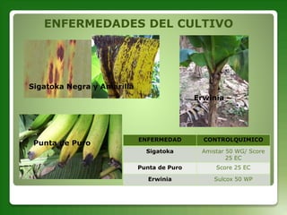 ENFERMEDADES DEL CULTIVO
Sigatoka Negra y Amarilla
Punta de Puro
Erwinia
ENFERMEDAD CONTROLQUIMICO
Sigatoka Amistar 50 WG/ Score
25 EC
Punta de Puro Score 25 EC
Erwinia Sulcox 50 WP
 