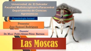 Parasitología Animal

Presenta:
Jose Samuel Rodríguez
Docente:
Dr. M.s.c Pedro Alonso Pérez Barraza

Las Moscas

 