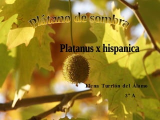 Plátano de sombra Platanus x hispanica Elena Turrión del Álamo 3ºA 