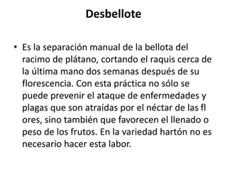 Desbellote
• Es la separación manual de la bellota del
racimo de plátano, cortando el raquis cerca de
la última mano dos semanas después de su
florescencia. Con esta práctica no sólo se
puede prevenir el ataque de enfermedades y
plagas que son atraídas por el néctar de las fl
ores, sino también que favorecen el llenado o
peso de los frutos. En la variedad hartón no es
necesario hacer esta labor.
 