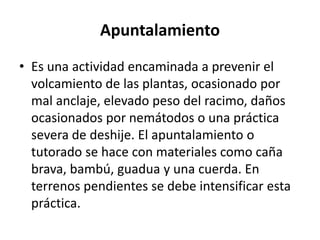 Apuntalamiento
• Es una actividad encaminada a prevenir el
volcamiento de las plantas, ocasionado por
mal anclaje, elevado peso del racimo, daños
ocasionados por nemátodos o una práctica
severa de deshije. El apuntalamiento o
tutorado se hace con materiales como caña
brava, bambú, guadua y una cuerda. En
terrenos pendientes se debe intensificar esta
práctica.
 