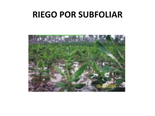 RIEGO POR SUBFOLIAR
 