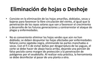 Eliminación de hojas o Deshoje
• Consiste en la eliminación de las hojas amarillas, dobladas, secas y
bajeras para favorecer la libre circulación del viento, al igual que la
penetración de los rayos solares que van a favorecer el crecimiento
y desarrollo de las futuras generaciones y contrarrestar el ataque de
plagas y enfermedades.
• No es conveniente eliminar las hojas verdes que aún no han
doblado; se deben despuntar las hojas afectadas por enfermedades
foliares como sigatoka negra, eliminando las partes manchadas o
secas. Con el fi n de evitar daños por desgarradura de las yaguas, el
corte se debe hacer de abajo hacia arriba, dejando una porción de
falso pecíolo como margen de protección a la penetración de
patógenos por el seudotallo. Al realizar esta práctica, la herramienta
se debe desinfectar al pasar de una planta a otra.
 