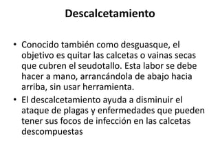 Descalcetamiento
• Conocido también como desguasque, el
objetivo es quitar las calcetas o vainas secas
que cubren el seudotallo. Esta labor se debe
hacer a mano, arrancándola de abajo hacia
arriba, sin usar herramienta.
• El descalcetamiento ayuda a disminuir el
ataque de plagas y enfermedades que pueden
tener sus focos de infección en las calcetas
descompuestas
 