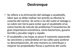 Destronque
• Se refiere a la eliminación del vástago o seudotallo,
labor que se debe realizar tan pronto se efectúe la
cosecha del racimo. Se corta a ras del suelo el vástago y
se cubre con tierra para evitar que el seudotallo sirva
como fuente de inóculo de problemas fi tosanitarios de
gran importancia económica, como bacteriosis, gusano
tornillo y picudos negro y rayado.
• El seudotallo y las hojas se pican fi namente separando
las secciones y colocándolas en las calles para acelerar
su descomposición, de esta manera se contribuye a
mejorar las propiedades físicas y químicas del suelo.
 