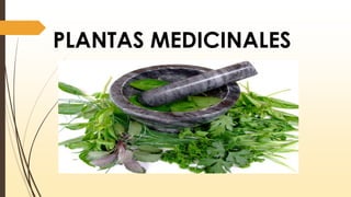 PLANTAS MEDICINALES

 