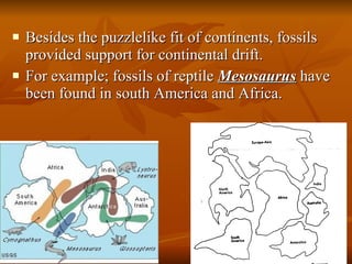Besides the puzzlelike fit of continents, fossils provided support for continental drift. For example; fossils of reptile  Mesosaurus  have been found in south America and Africa.  