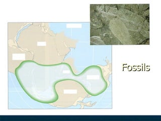 Fossils 