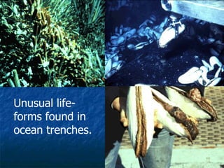 Unusual life-forms found in ocean trenches. 