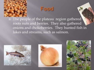  The people of the plateau region gathered
roots nuts and berries. They also gathered
onions and chokeberries. They hunted fish in
lakes and streams, such as salmon.