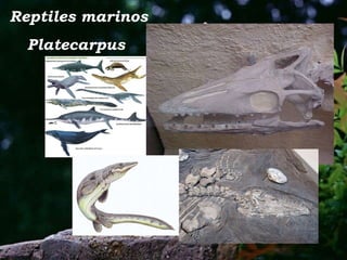 Reptiles marinos Platecarpus  