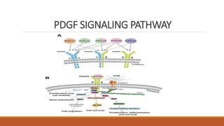 PLATELET-DERIVED GROWTH FACTOR RECEPTOR GROUP WORK.pptx