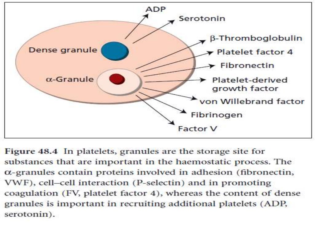 Platelet Aggregation