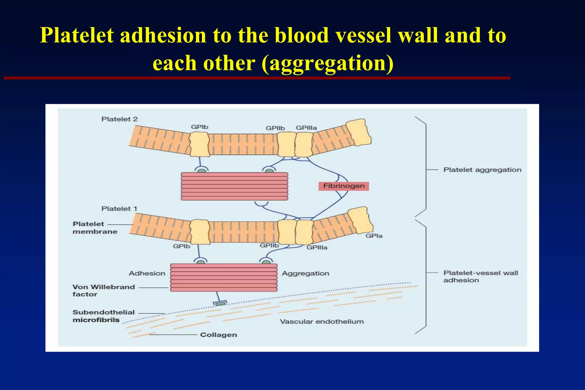 Platelet and coagulation post graduate lecture | PPTX