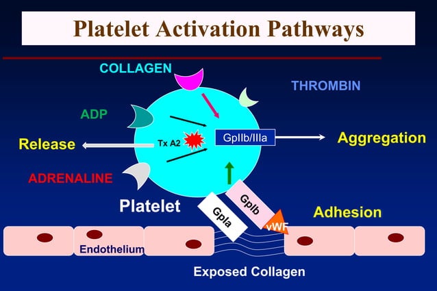 Platelet and coagulation post graduate lecture | PPTX