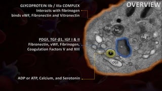 GLYCOPROTEIN IIb / IIIa COMPLEX
Interacts with fibrinogen
binds vWF, Fibronectin and Vitronectin
PDGF, TGF-β1, IGF I & II
Fibronectin, vWF, Fibrinogen,
Coagulation Factors V and XIII
ADP or ATP, Calcium, and Serotonin
OVERVIEW
 