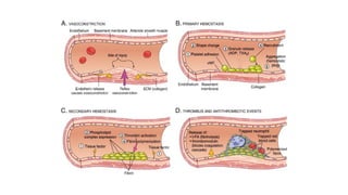 Comprehensive Overview of Platelet Physiology and Coagulation Disorders ...