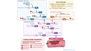 Comprehensive Overview of Platelet Physiology and Coagulation Disorders ...