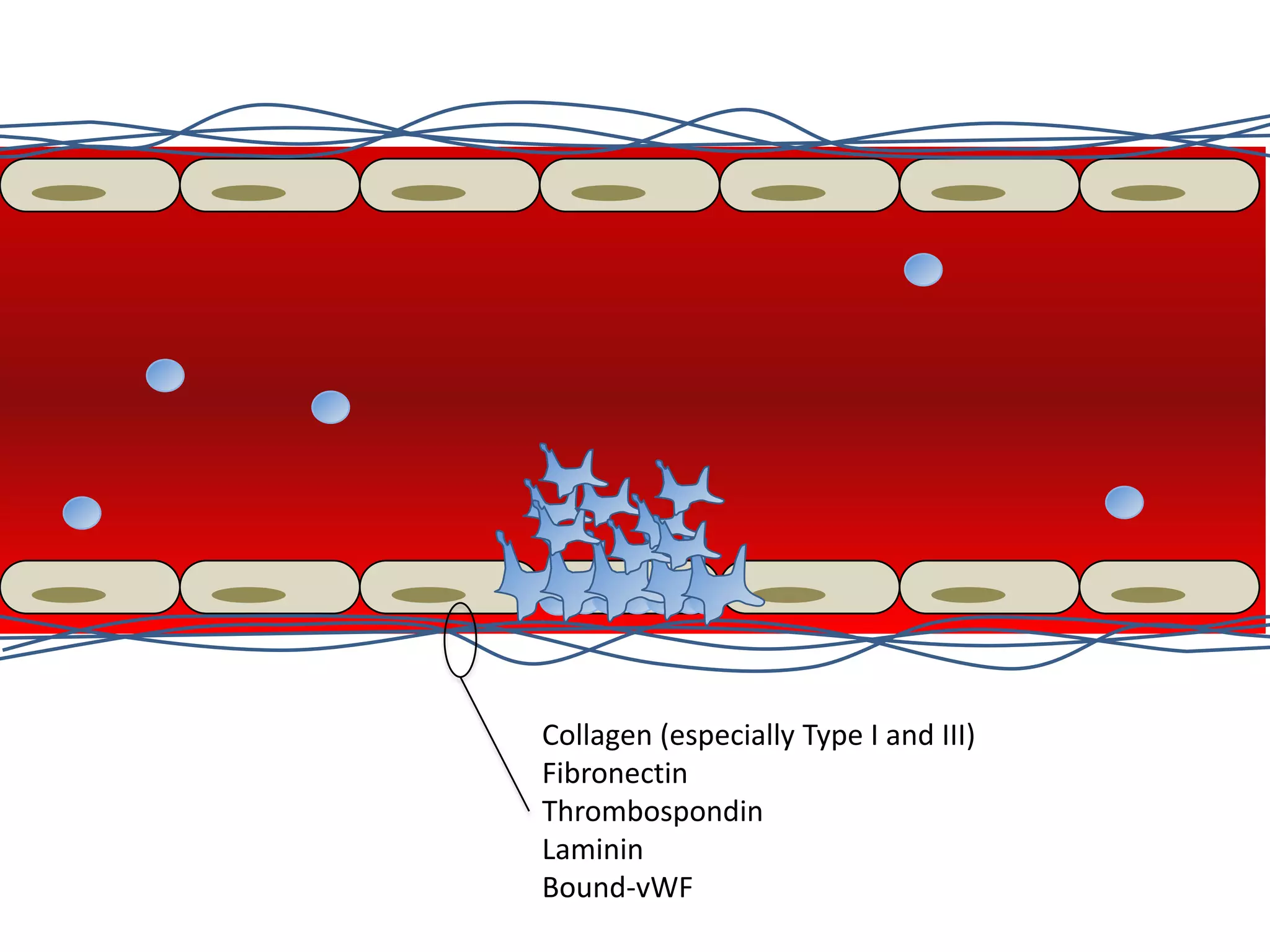 Collagen (especially Type I and III)
Fibronectin
Thrombospondin
Laminin
Bound-vWF

 