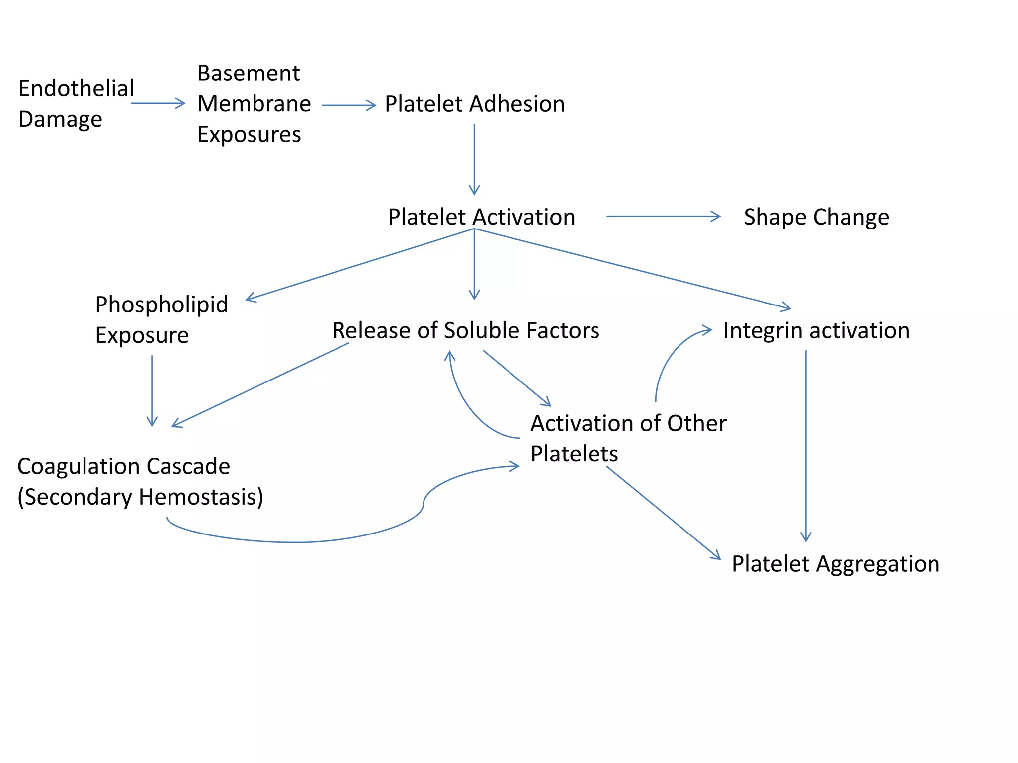 Endothelial
Damage

Basement
Membrane
Exposures

Platelet Adhesion

Platelet Activation
Phospholipid
Exposure

Coagulation Cascade
(Secondary Hemostasis)

Release of Soluble Factors

Shape Change

Integrin activation

Activation of Other
Platelets

Platelet Aggregation

 