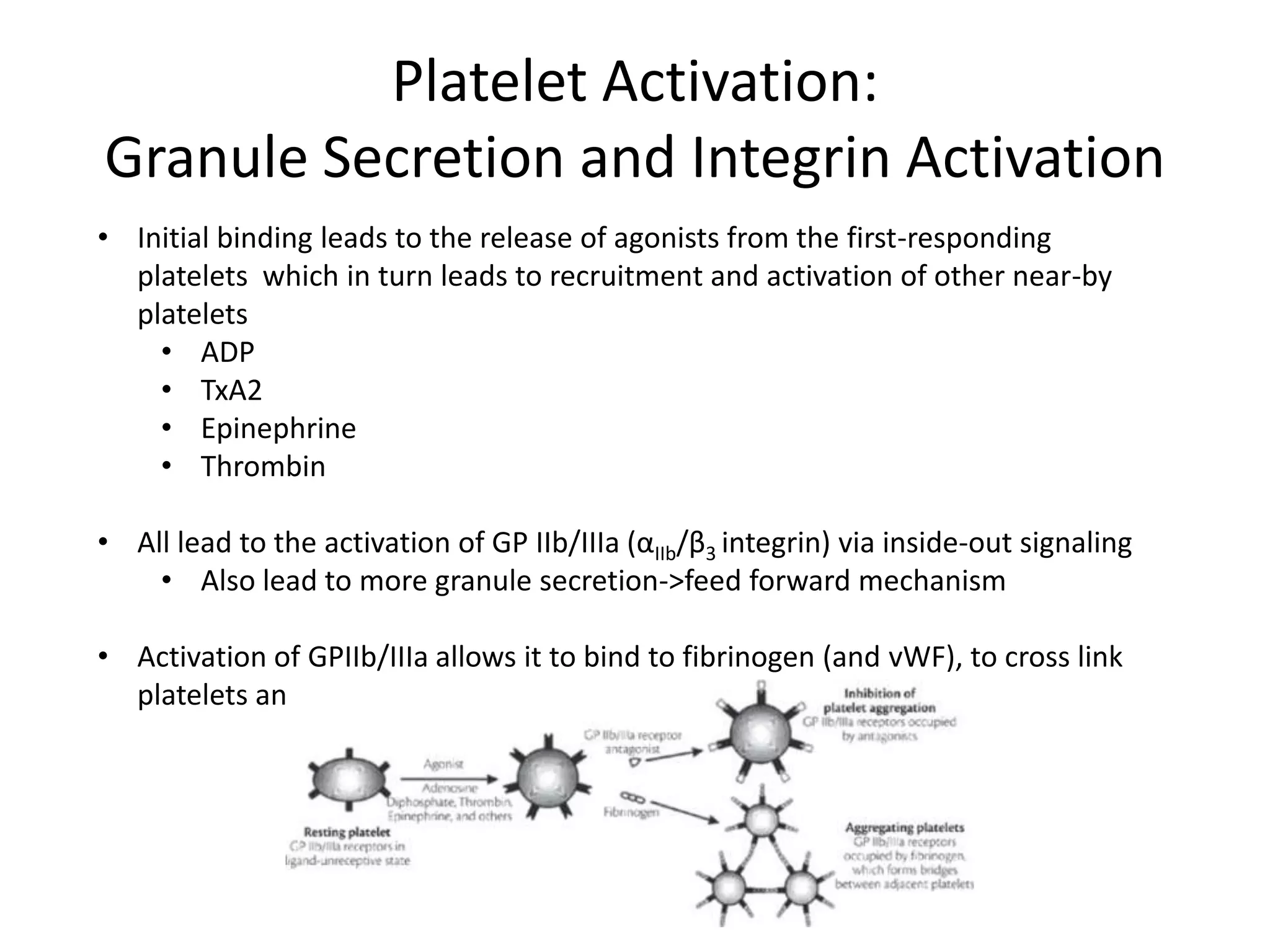 Platelet Activation:
Granule Secretion and Integrin Activation
• Initial binding leads to the release of agonists from the first-responding
platelets which in turn leads to recruitment and activation of other near-by
platelets
• ADP
• TxA2
• Epinephrine
• Thrombin

• All lead to the activation of GP IIb/IIIa (αIIb/β3 integrin) via inside-out signaling
• Also lead to more granule secretion->feed forward mechanism
• Activation of GPIIb/IIIa allows it to bind to fibrinogen (and vWF), to cross link
platelets and allow the thrombus to form

 