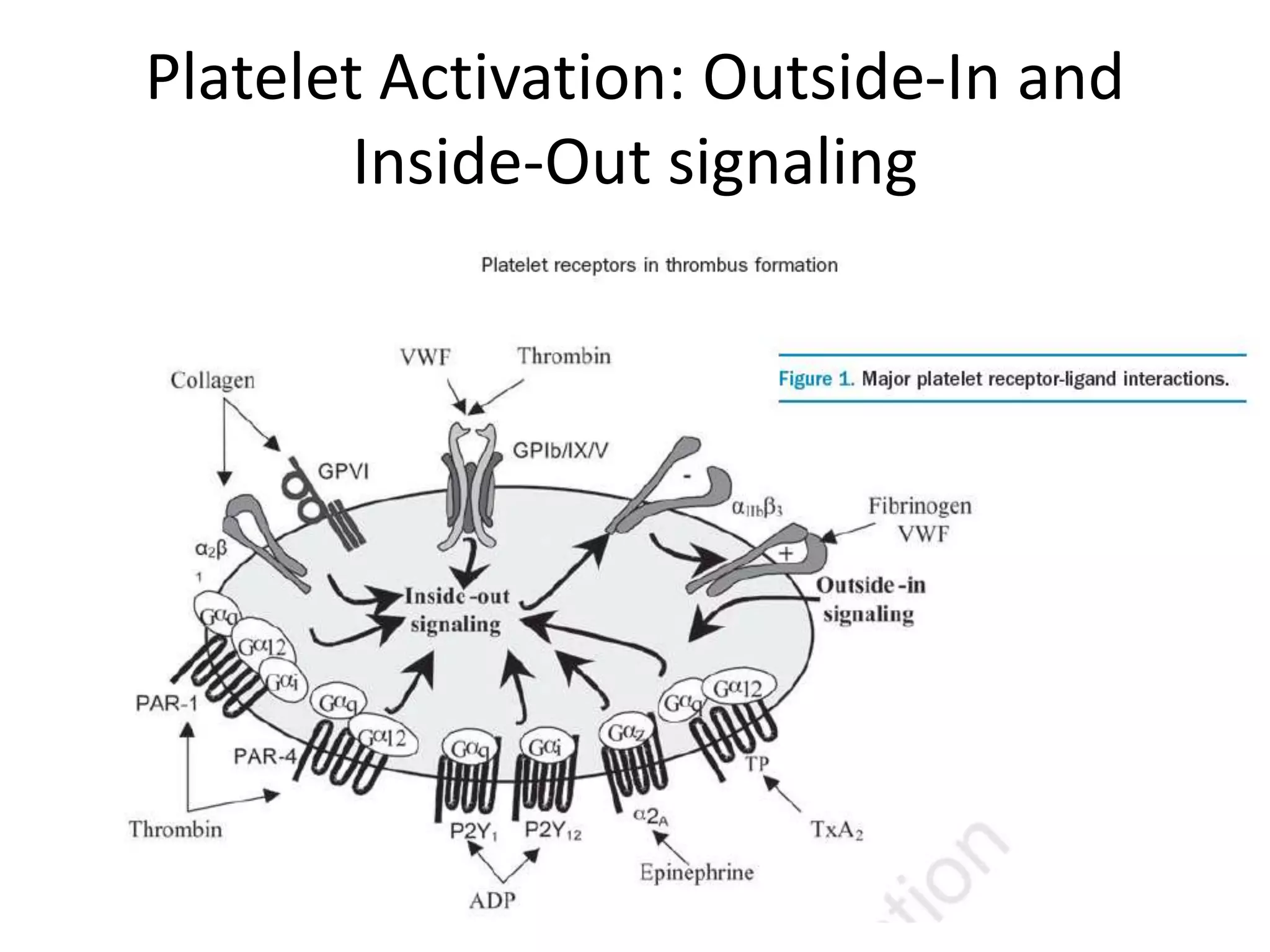 Platelet Activation: Outside-In and
Inside-Out signaling

 