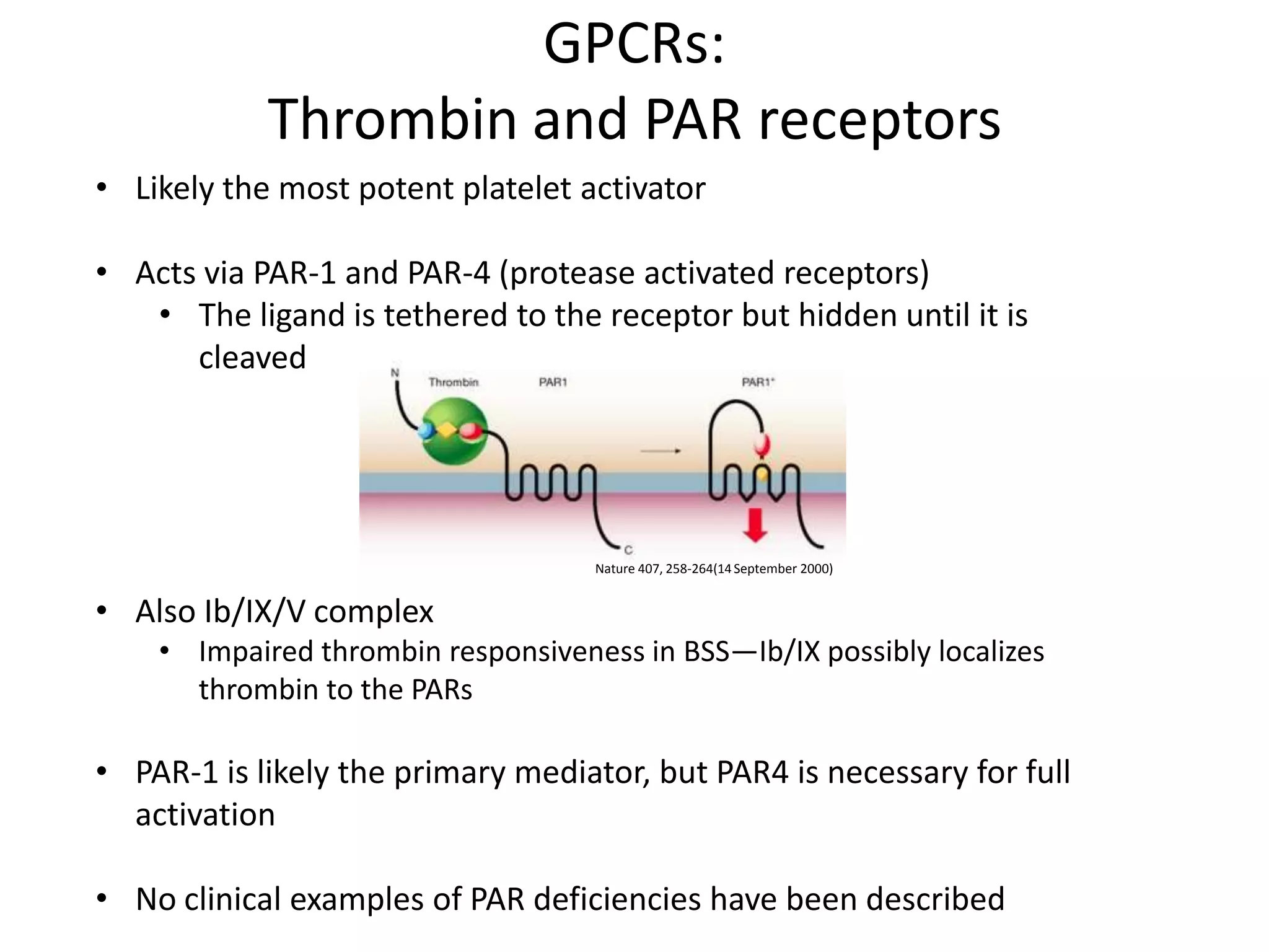 GPCRs:
Thrombin and PAR receptors
• Likely the most potent platelet activator

• Acts via PAR-1 and PAR-4 (protease activated receptors)
• The ligand is tethered to the receptor but hidden until it is
cleaved

Nature 407, 258-264(14 September 2000)

• Also Ib/IX/V complex
• Impaired thrombin responsiveness in BSS—Ib/IX possibly localizes
thrombin to the PARs

• PAR-1 is likely the primary mediator, but PAR4 is necessary for full
activation

• No clinical examples of PAR deficiencies have been described

 