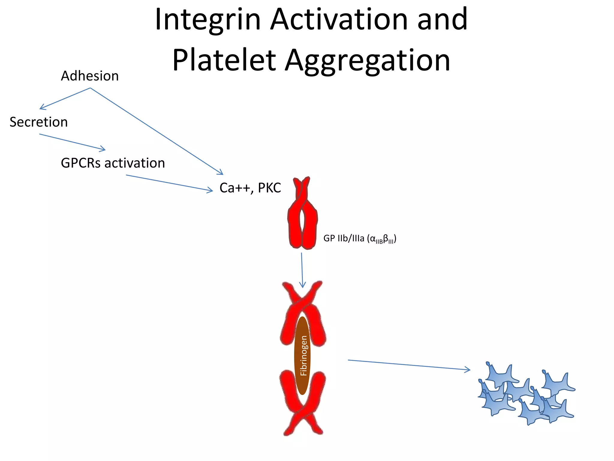 Adhesion

Integrin Activation and
Platelet Aggregation

Secretion
GPCRs activation
Ca++, PKC

Fibrinogen

GP IIb/IIIa (αIIBβIII)

 