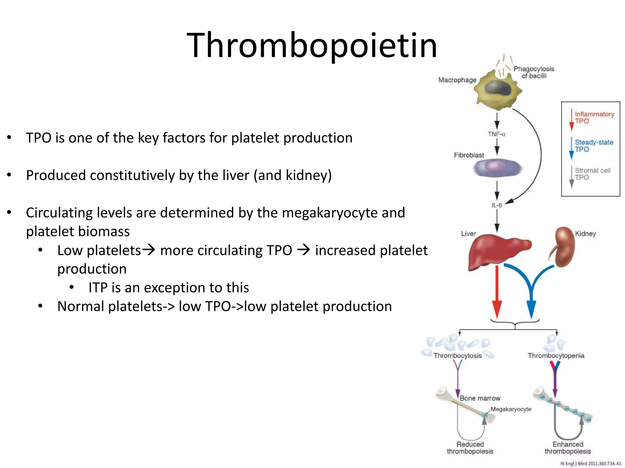 Thrombopoietin
• TPO is one of the key factors for platelet production
• Produced constitutively by the liver (and kidney)
• Circulating levels are determined by the megakaryocyte and
platelet biomass
• Low platelets more circulating TPO  increased platelet
production
• ITP is an exception to this
• Normal platelets-> low TPO->low platelet production

 